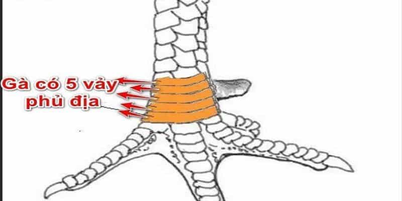 Một số các loại vảy gà phủ địa phổ biến