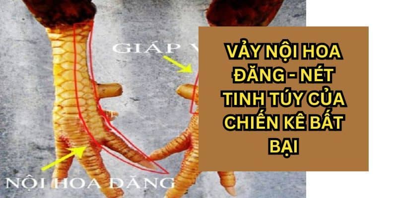 Vẻ đẹp và sức mạnh vượt trội của chiến kê có vảy gà nội hoa đăng