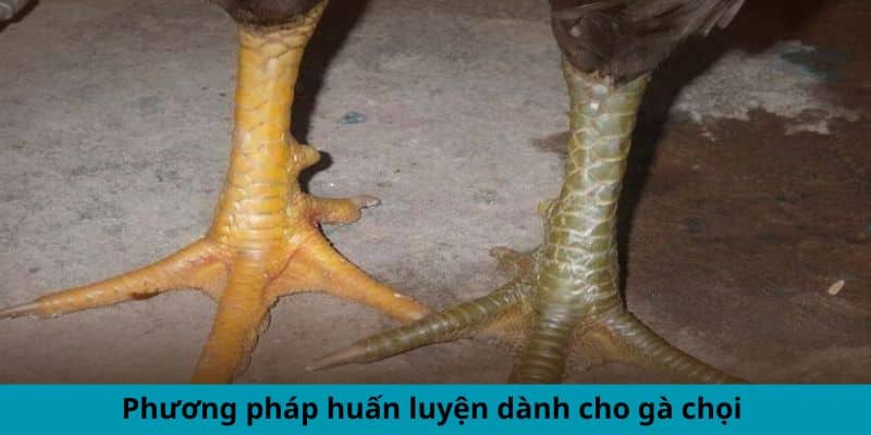 Phương pháp huấn luyện dành cho gà chọi 