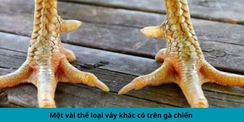 Một vài thể loại vảy khác có trên gà chiến 