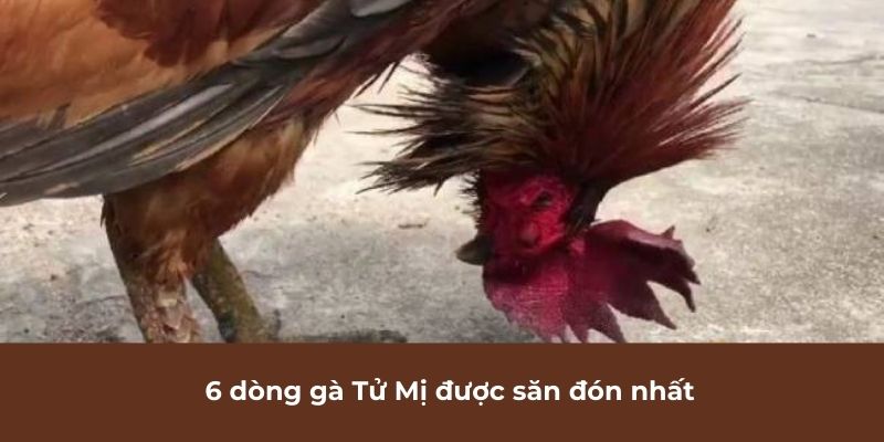 6 Dòng gà Tử Mị được săn đón nhất