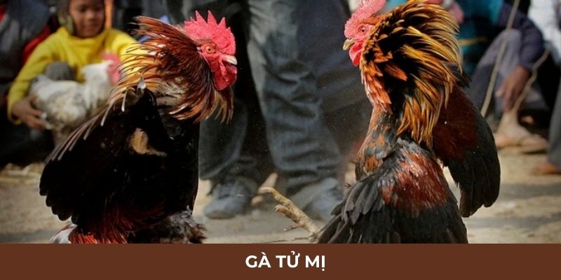 Gà Tử Mị