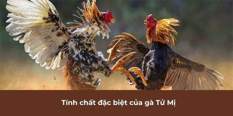 Tính chất đặc biệt của gà Tử Mị